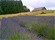 Pilchuck Lavender Farm